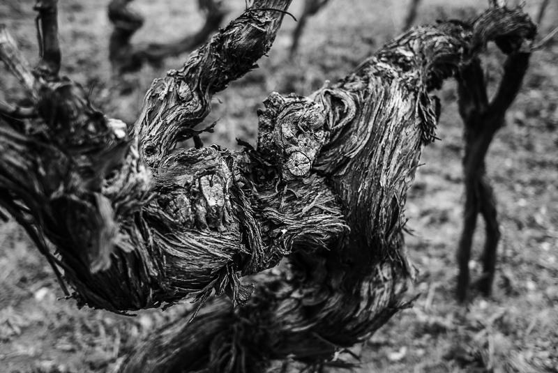 cep de vigne - bestiaire imaginaire © Jean-Yves Bardin 2012