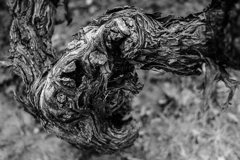 cep de vigne - Hommage à Edvard Munch "Le Cri" © Jean-Yves Bardin 2012