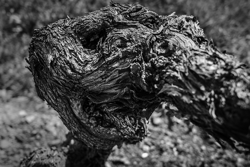 cep de vigne - bestiaire imaginaire © Jean-Yves Bardin 2012
