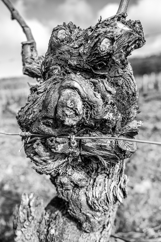 ceps de vigne, vigne, bestiaire, photographe Jean-Yves bardin, pieds de vigne, vineyard photography, jybardin.wordpress.com